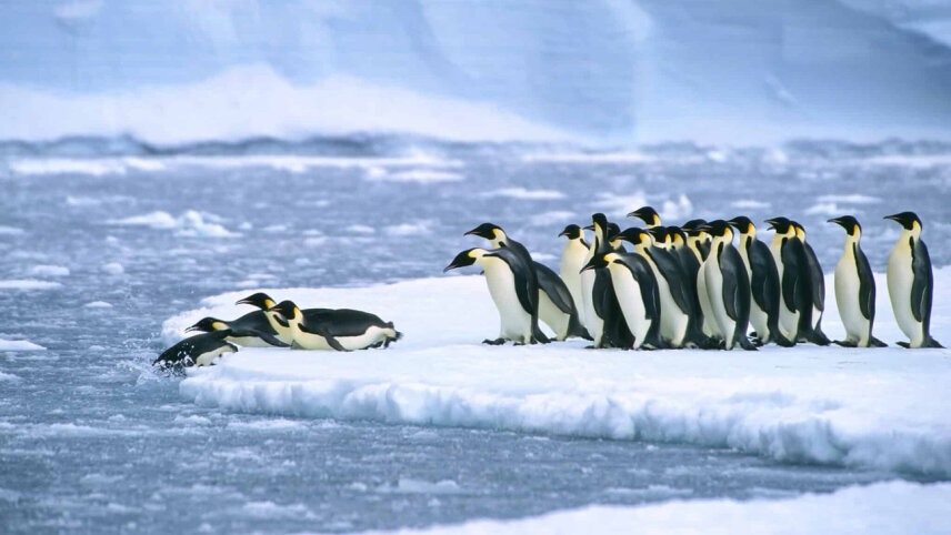 Ross Sea Odyssey