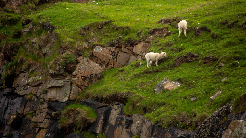 Wild Scotland