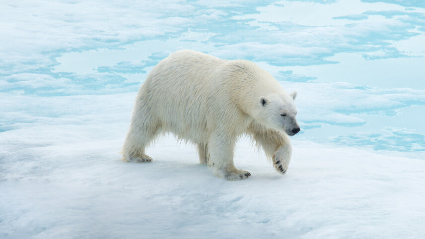 Spitsbergen: Realm of the Ice Bear