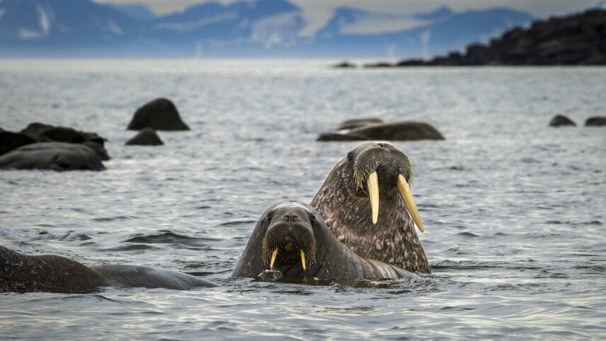Svalbard in Depth