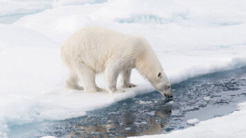 10 Day Svalbard Odyssey (Aurora Expeditions)