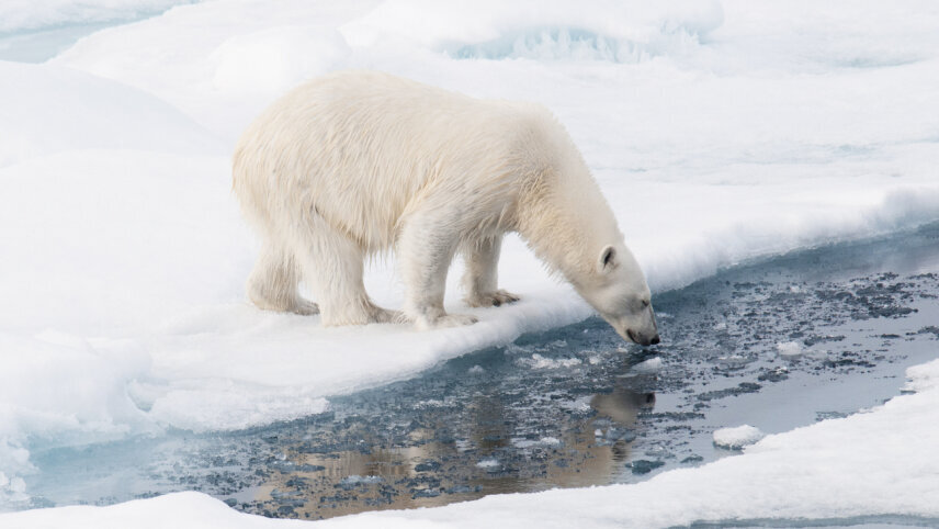 Svalbard Odyssey