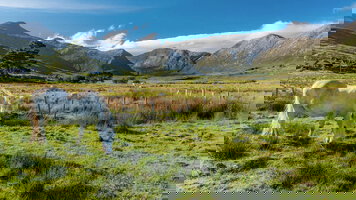 8 Day Irish Elegance (Brendan Vacations)