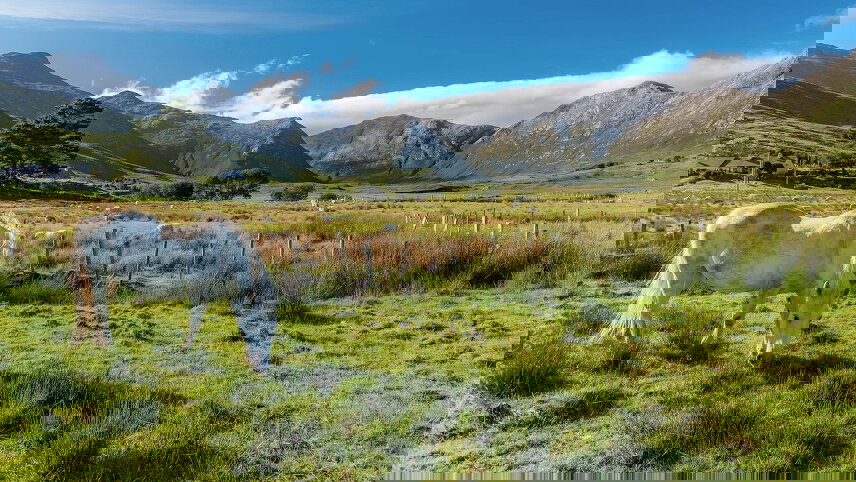 Irish Elegance (Small Group)