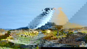 7 Day Irish Highlights (Winter) (Brendan Vacations)