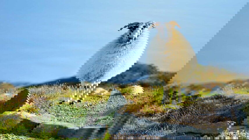 Irish Highlights (Winter)