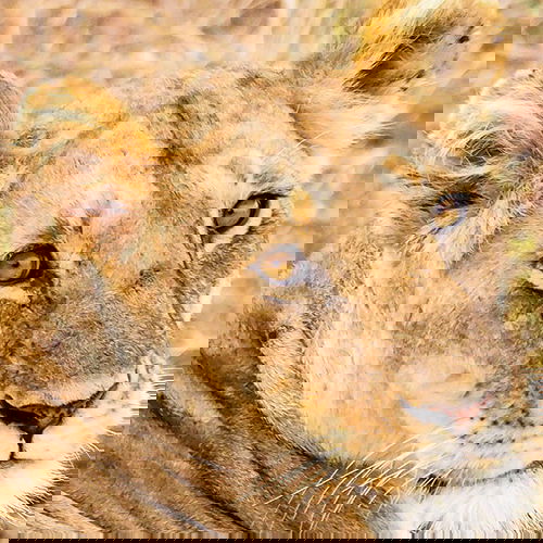 Experience the True Essence of Africa and the Middle East