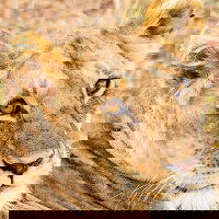 Experience the True Essence of Africa and the Middle East 