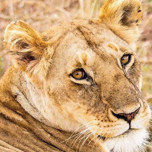 Experience the True Essence of Africa and the Middle East