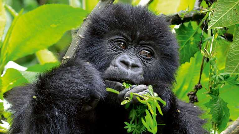 Discover Bunnik’s New Tours of Africa