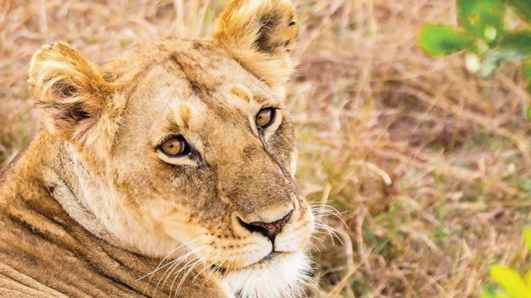 Lion on the Maasai Mara Lion on the Maasai Mara