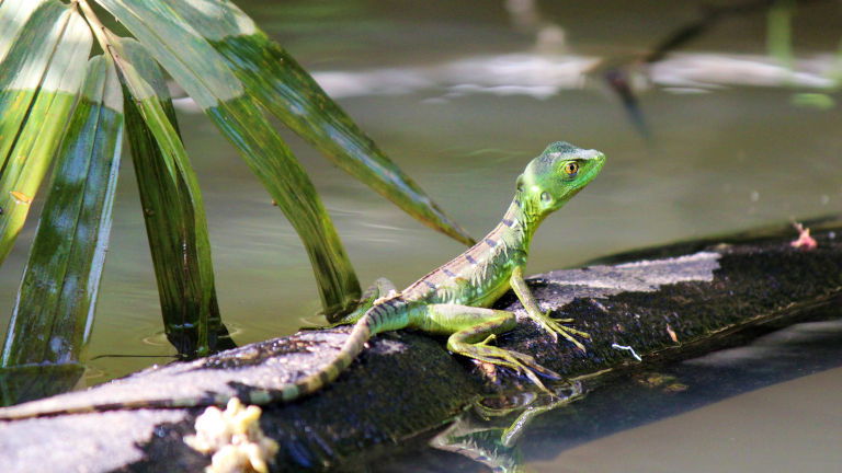 Lizard Tortuguero National Park image courtesy of Bunnik Tours Lizard Tortuguero National Park image courtesy of Bunnik Tours