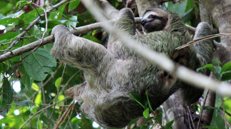 Sloth Tortuguero NP Image courtesy of Bunnik Tours Sloth Tortuguero NP Image courtesy of Bunnik Tours