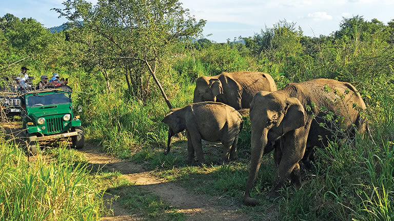 Sri Lankan Discovery