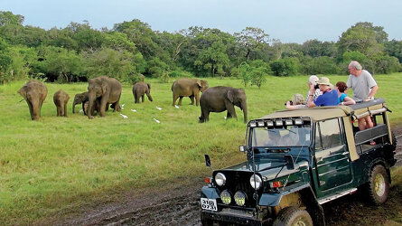 Safari in Yala National Park