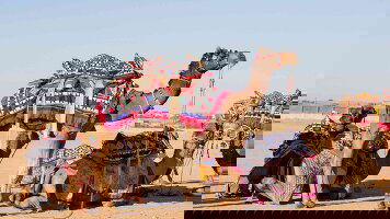 20 Day India In-Style - Nagaur Cattle Festival (Bunnik Tours)