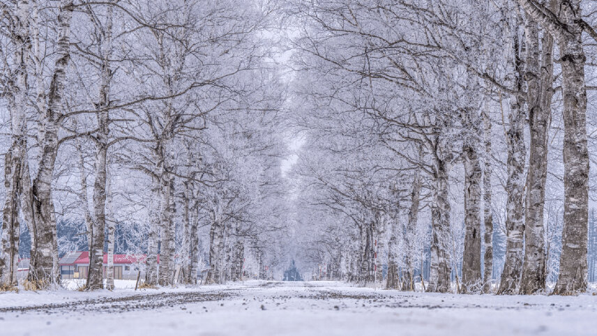Winter in Japan (Sapporo Snow Festival)