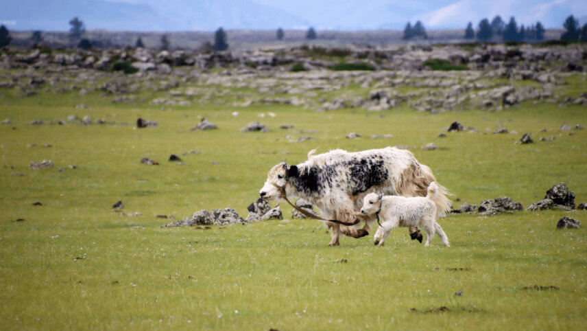 Mongolian Explorer