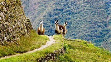 20 Day Peru Explorer (Bunnik Tours)