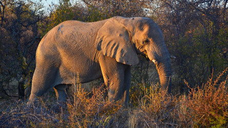 23 Day Namibia, Botswana & Victoria Falls (Bunnik Tours)