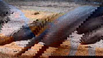 23 Day Namibia, Botswana & Victoria Falls (Bunnik Tours)