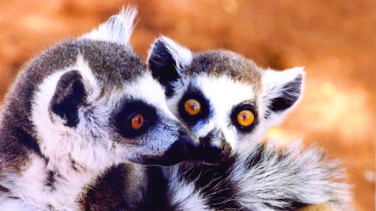 Discover Madagascar