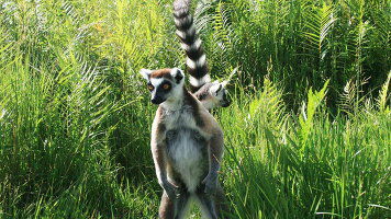 13 Day Discover Madagascar (Bunnik Tours)