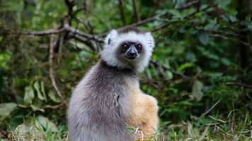 14 Day Discover Madagascar (Bunnik Tours)