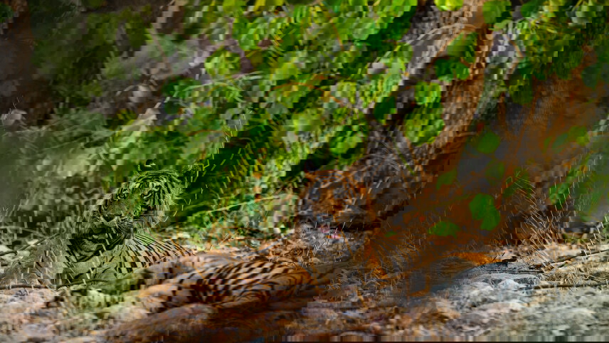 Colours of Rajasthan (Pushkar Festival)