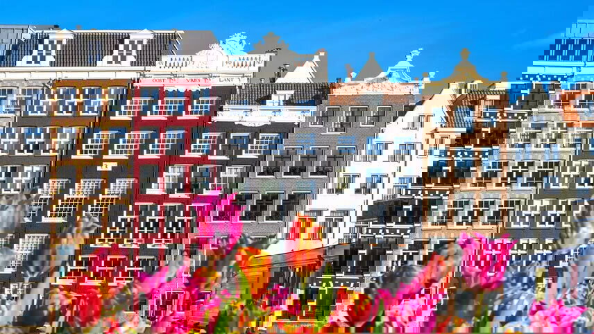 Belgian & Dutch Tulips