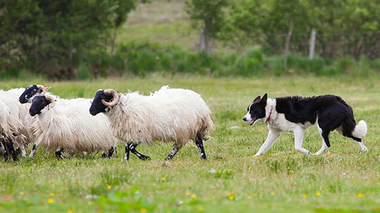 Sheep herding demonstration Sheep herding demonstration