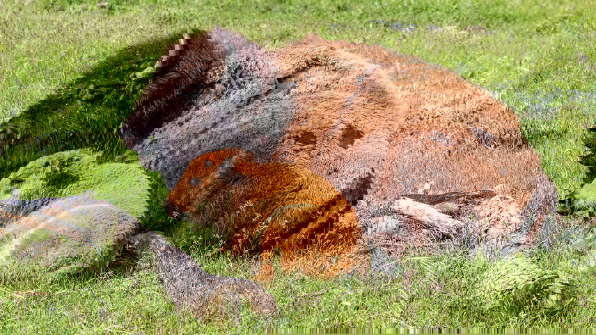 Spotlight on South Dakota