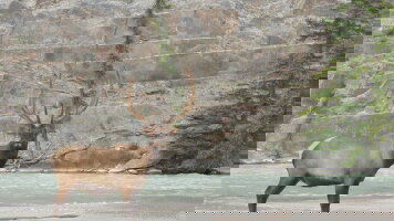 7 Day Canadian Rockies & Glacier National Park (Collette)