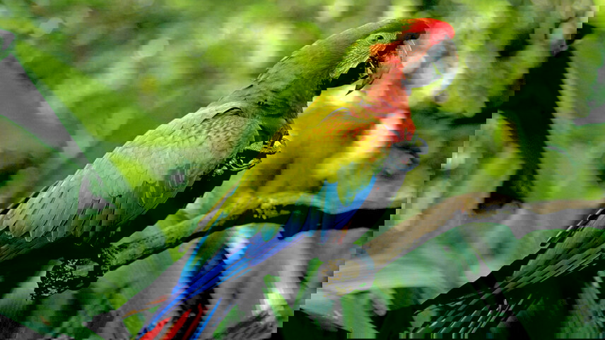 Costa Rica World Nature