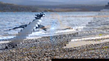 14 Day Patagonia: Edge of the World (Collette)