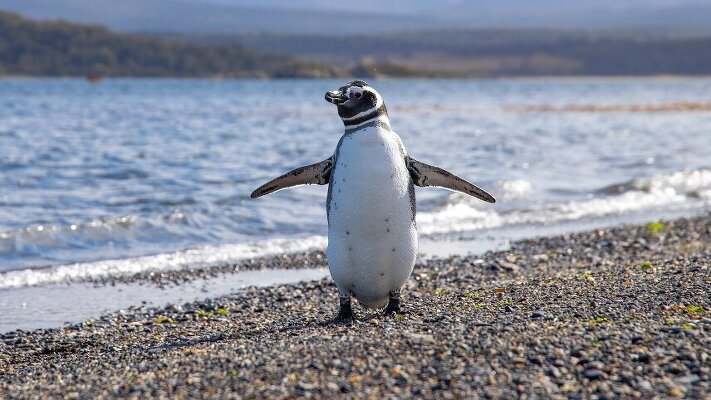 13 or 14 Day Patagonia: Edge of the World with Collette