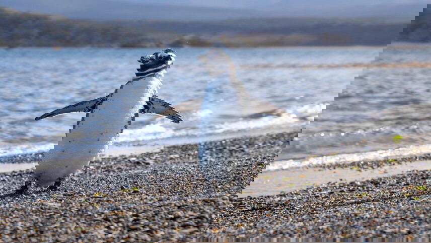 Patagonia: Edge of the World