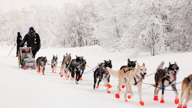 Alaska's Northern Lights