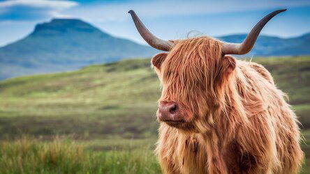 11 or 10 Day Scotland: Land of Lore & Legend (Collette)
