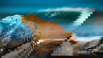 14 Day Peru & Galapagos by Yacht  (Collette)