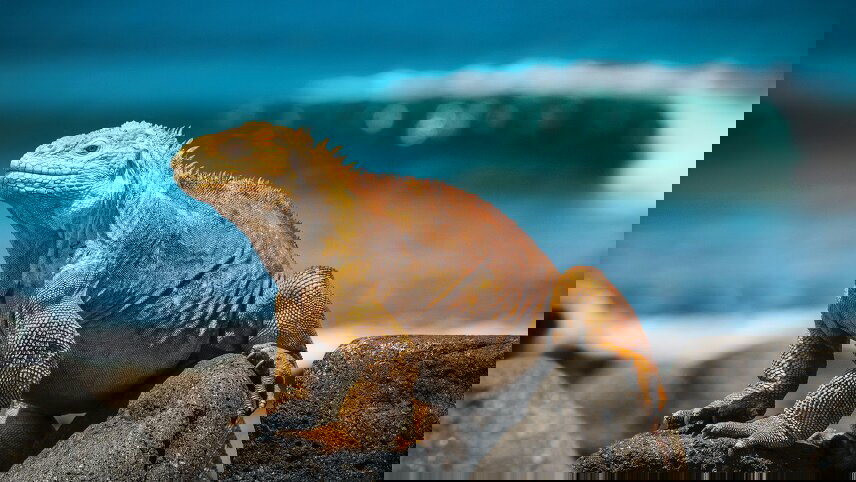 Peru & Galapagos by Yacht 