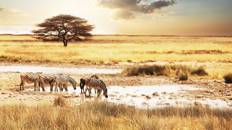 African Safari: Kenya & Tanzania