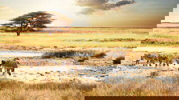 14 Day African Safari: Kenya & Tanzania (Collette)