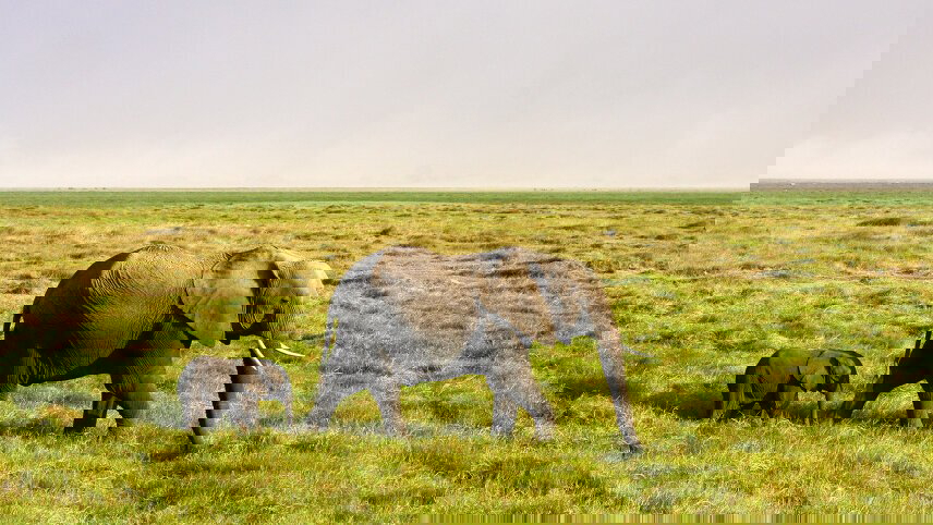 African Safari: Kenya & Tanzania