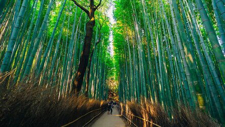 13 Day Japan: Past & Present-A Cultural Journey from Tokyo to Osaka (Collette)