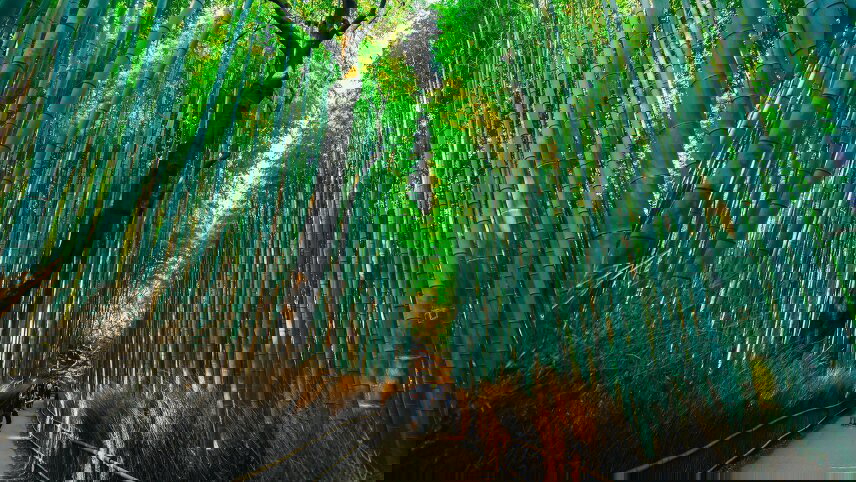 Japan: Past & Present-A Cultural Journey from Tokyo to Osaka