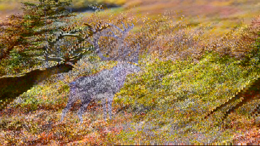 Alaska: America’s Last Frontier 