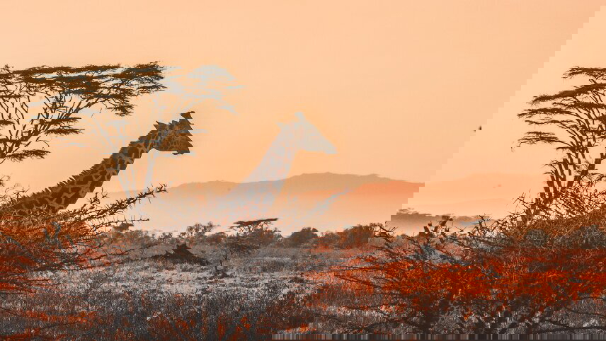 Wilderness of Southern Africa: Safari by Land & Water