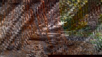 10 Day Sequoia and Kings Canyon National Parks (Collette)