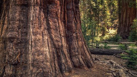 10 Day Sequoia and Kings Canyon National Parks (Collette)
